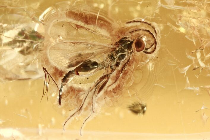 Fossil Parasitoid Wasp (Proctotrupidae) In Baltic Amber #272690